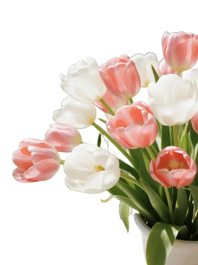 AI Background Remover Before & After - After